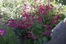 Garten 020 [800x600].webp
