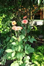 Dahlien (3).webp