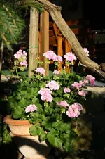 Rosa Geranie.webp