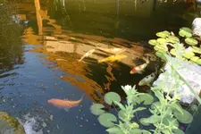 Koi (3).webp