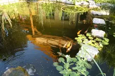 Koi (2).webp