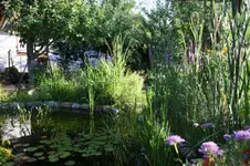 Teich (2).webp