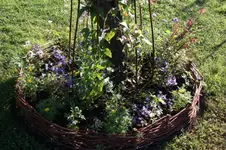 Weidenrondell.webp