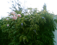 Blauregen.webp Blauregen.webp