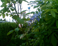 Blühte Blauregen.webp Blühte Blauregen.webp