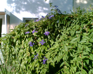 Clematis im Vorgarten.webp Clematis im Vorgarten.webp