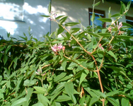 Geisblatt im Vorgarten.webp Geisblatt im Vorgarten.webp