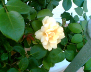 Rosa Allgold.webp Rosa Allgold.webp