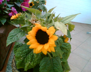 Sonnenblume im Topf.webp Sonnenblume im Topf.webp