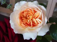 100_4799.webp