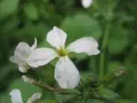 Brombeere.webp
