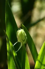Ornithogalum arabicum.webp