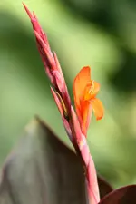 Russian red.webp