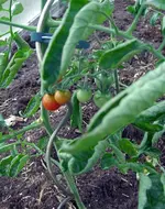 tomate.webp