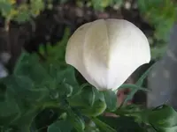 Ballon weiß knospe.webp