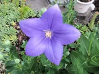 Ballonblume.webp