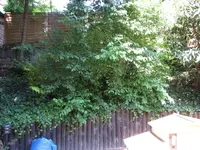 Hang 002.webp