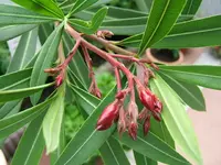 DSCF3681.webp