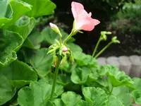 DSCF3682.webp