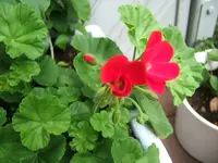 DSCF3683.webp