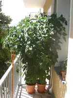 Physalis 2010.07.09.webp