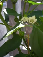 IMGP1398_rs.webp