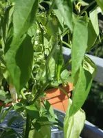 IMGP1395_rs.webp