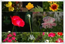 Garten 1.webp