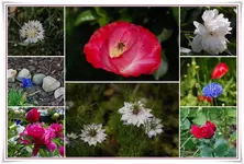 Garten 2.webp