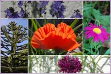 Garten 3.webp