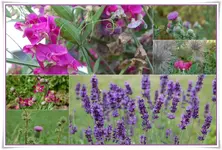 Garten 4.webp