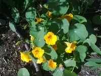 kapuziner0907a.webp