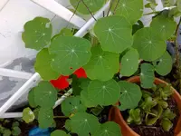 kapuziner0907.webp