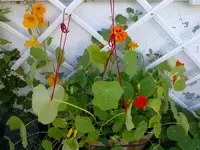 kapuziner0903.webp