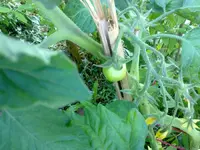 tomater0907b.webp