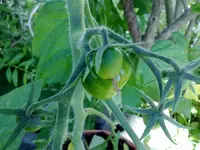 tomater0907a.webp