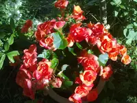 begonien0907.webp
