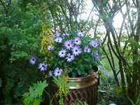 bornholmer_margarite0907.webp