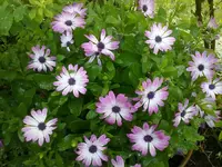 bornholmer_margarie0907b.webp