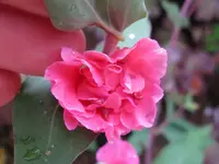 IMG_7433_1024x768.webp