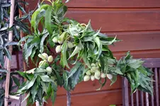 prunuspersica.webp