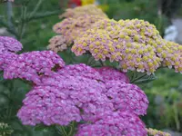 IMG_7353_1024x768.webp
