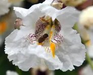 beafliege.webp