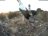 storch_big.webp