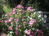 9.7.2010 025.webp