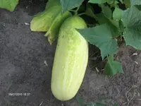 HPIM5043.webp