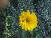 HPIM5045.webp