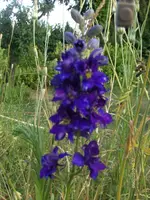 HPIM5042.webp