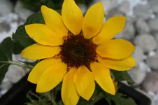 28598.webp