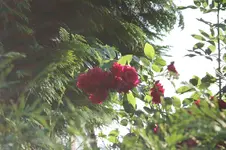 060.webp